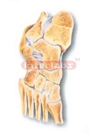 HUMAN JOINTS OF FOOT (SECTION) MODEL